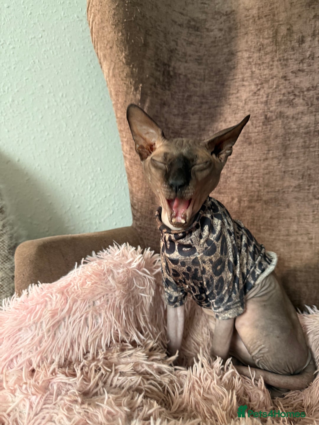 Sphynx cats for stud: OUTSTANDING  CHARCOAL SPHINX STUD 🖤250 - Advert 6