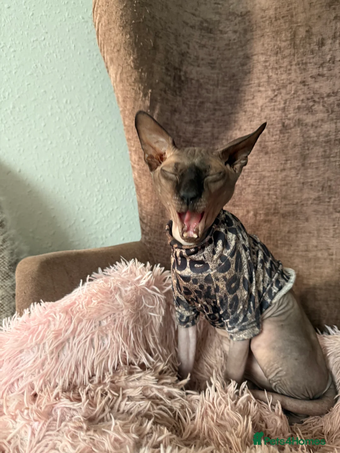 Sphynx cats for stud: OUTSTANDING  CHARCOAL SPHINX STUD 🖤250 - Advert 6