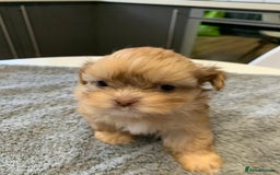 Shih Tzu dogs for sale: Shih Tzu puppies ready 27 th August  - Image 13