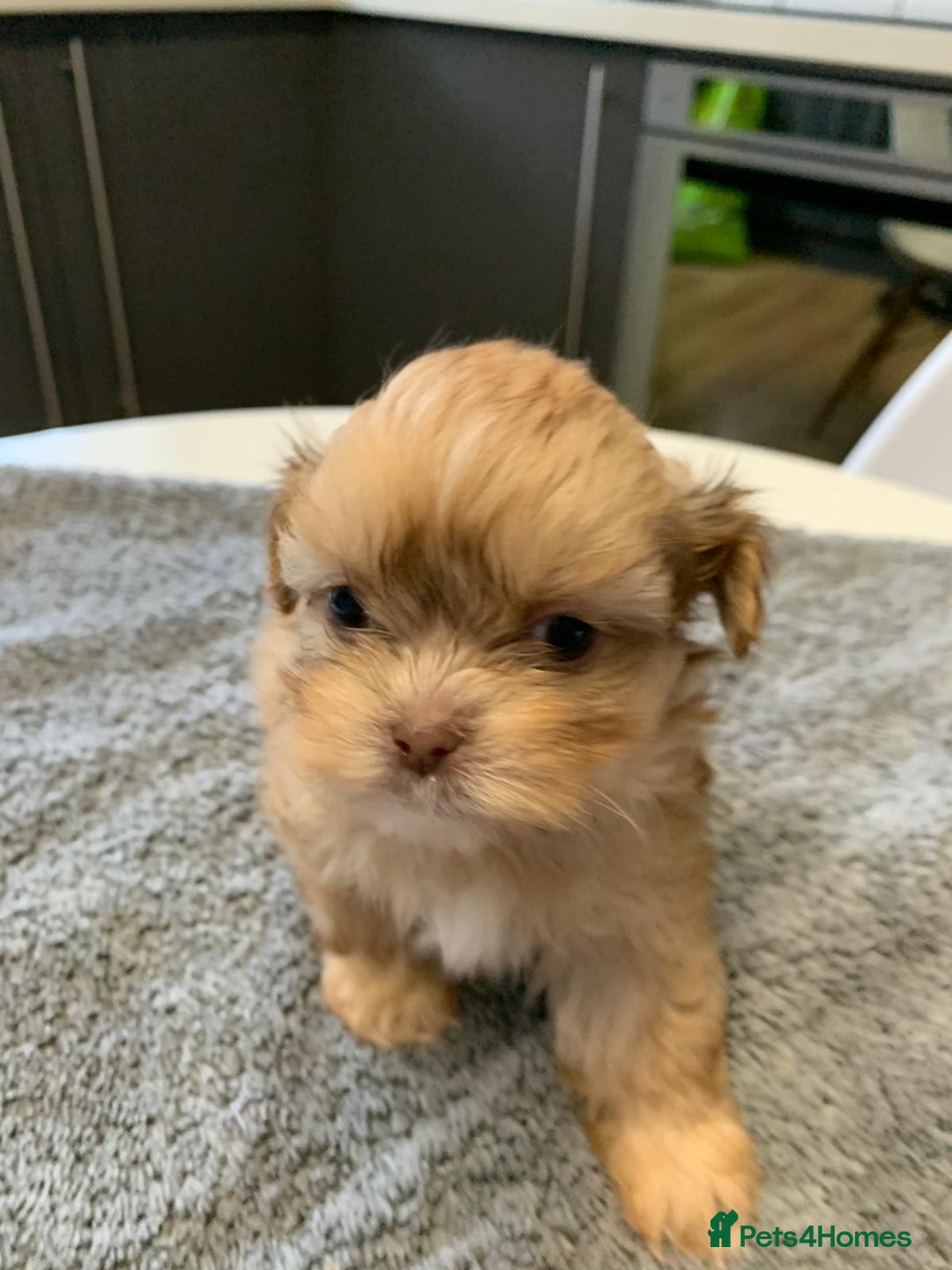 Shih Tzu dogs for sale: Shih Tzu puppies ready 27 th August  - Image 13
