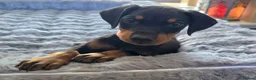 Dobermann dogs for sale: ⭐️⭐️⭐️⭐️⭐️ KC Reg Euro Dobermann male available.  - Advert 1