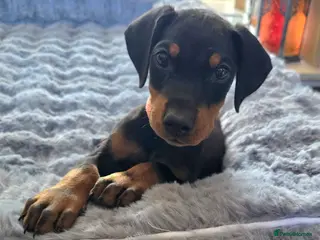Dobermann dogs ⭐️⭐️⭐️⭐️⭐️ KC Reg Euro Dobermann male available. - Advert 3