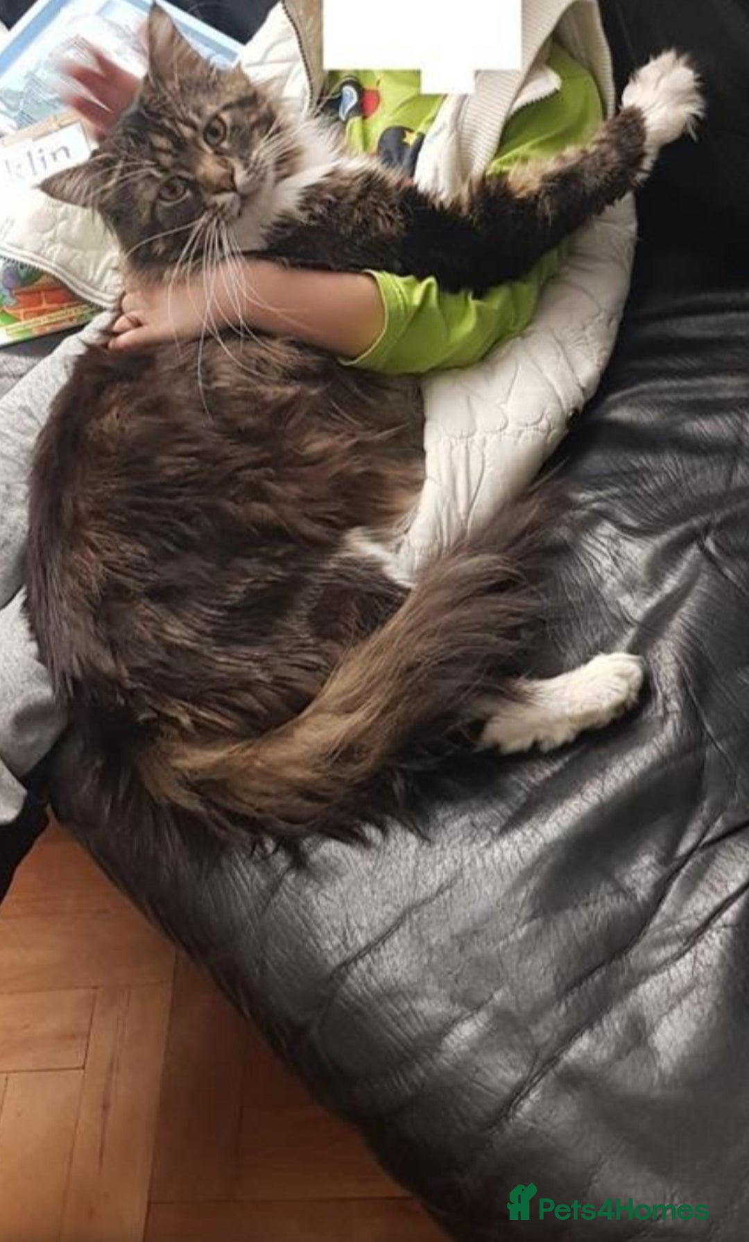 Maine Coon cats for sale: Adorable kittens mixed Maine Coon  - Image 10