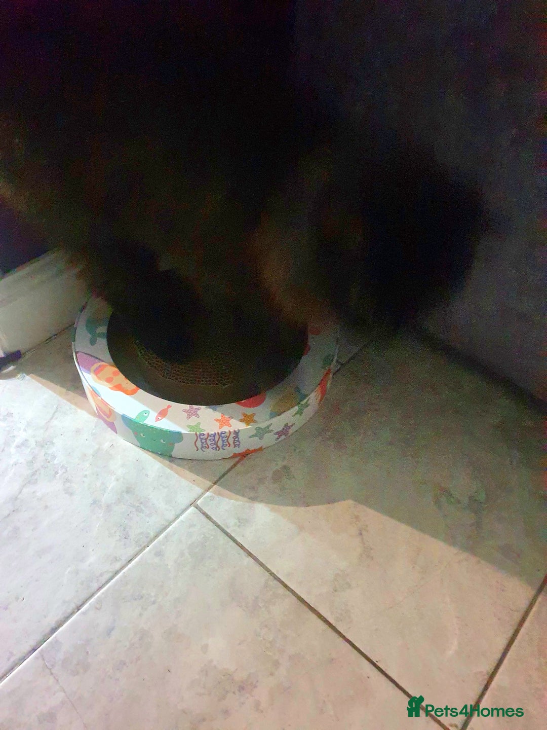 Mixed Breed cats for sale: Beautiful black cat 1 year old read description 🙏 - Advert 5