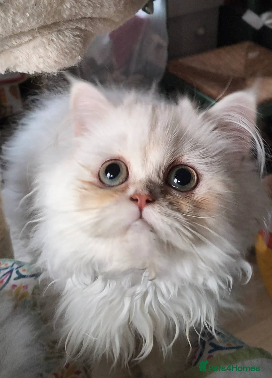 Persian cats for sale: ♦🍒White tipped Persian kittens ready now - Advert 2