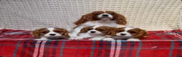 Cavalier King Charles Spaniel dogs for sale: STUNNING CAVALIER KING CHARLES BOYS  - Advert 16