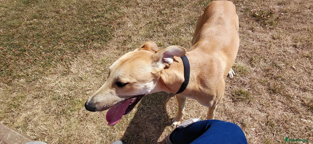 Mixed Breed dogs for sale: 14 month old lurcher - Advert 1