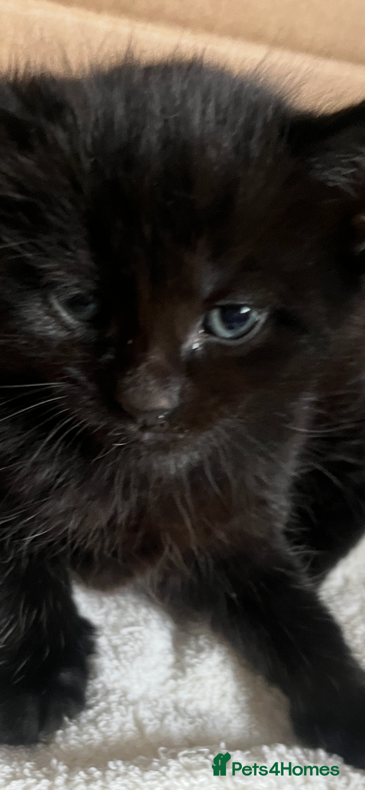 British Shorthair cats British shorthair x kittens for sale - Advert 5