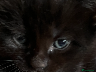 British Shorthair cats British shorthair x kittens for sale - Advert 11