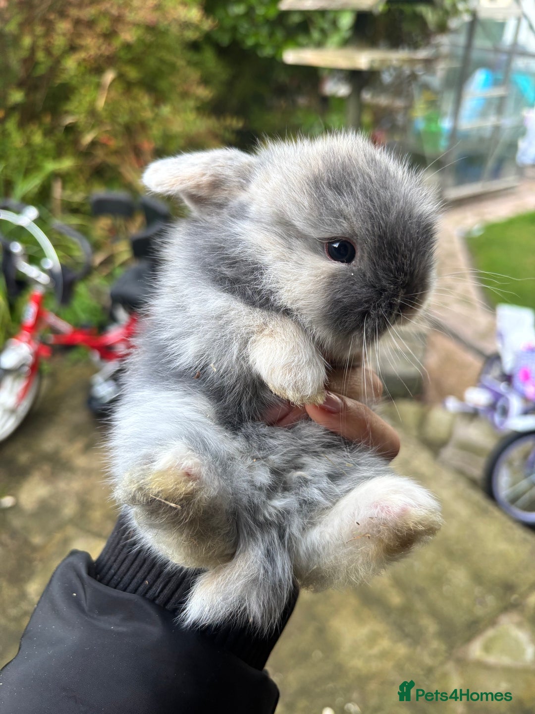 Mini Lop rabbits for sale: Mini lop babies - Image 2