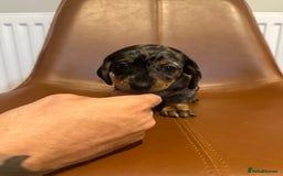 Dachshund dogs for sale: Chunky Standard Homebred Dachshunds - Image 16