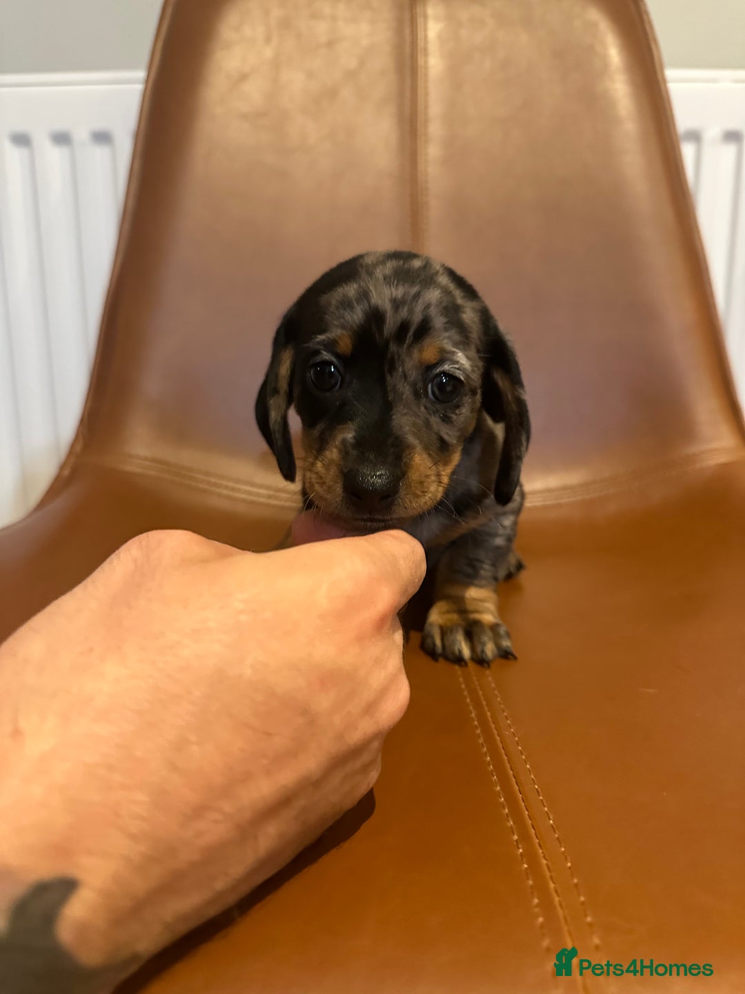 Dachshund dogs for sale: Chunky Standard Homebred Dachshunds - Image 16