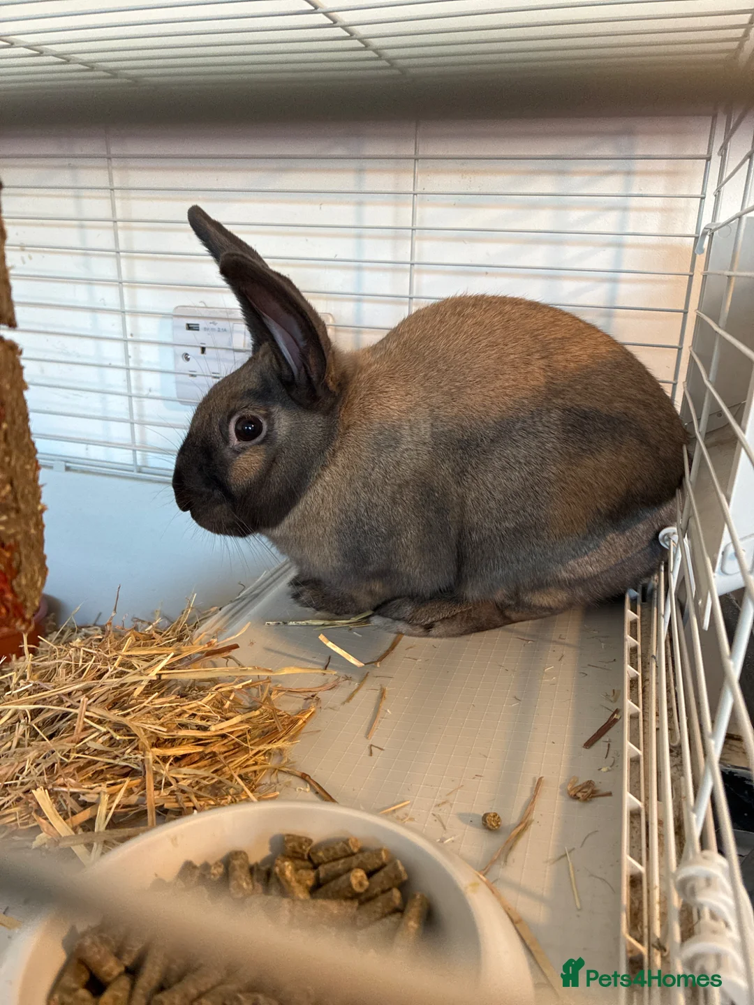 Mixed Breed rabbits for sale: Indoor house rabbit  in Portsmouth - Advert 4