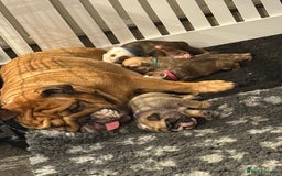 English Bulldog dogs for sale: Traditional English Bulldog Puppies  - Image 2