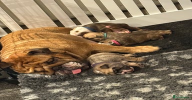 English Bulldog dogs - Advert 10