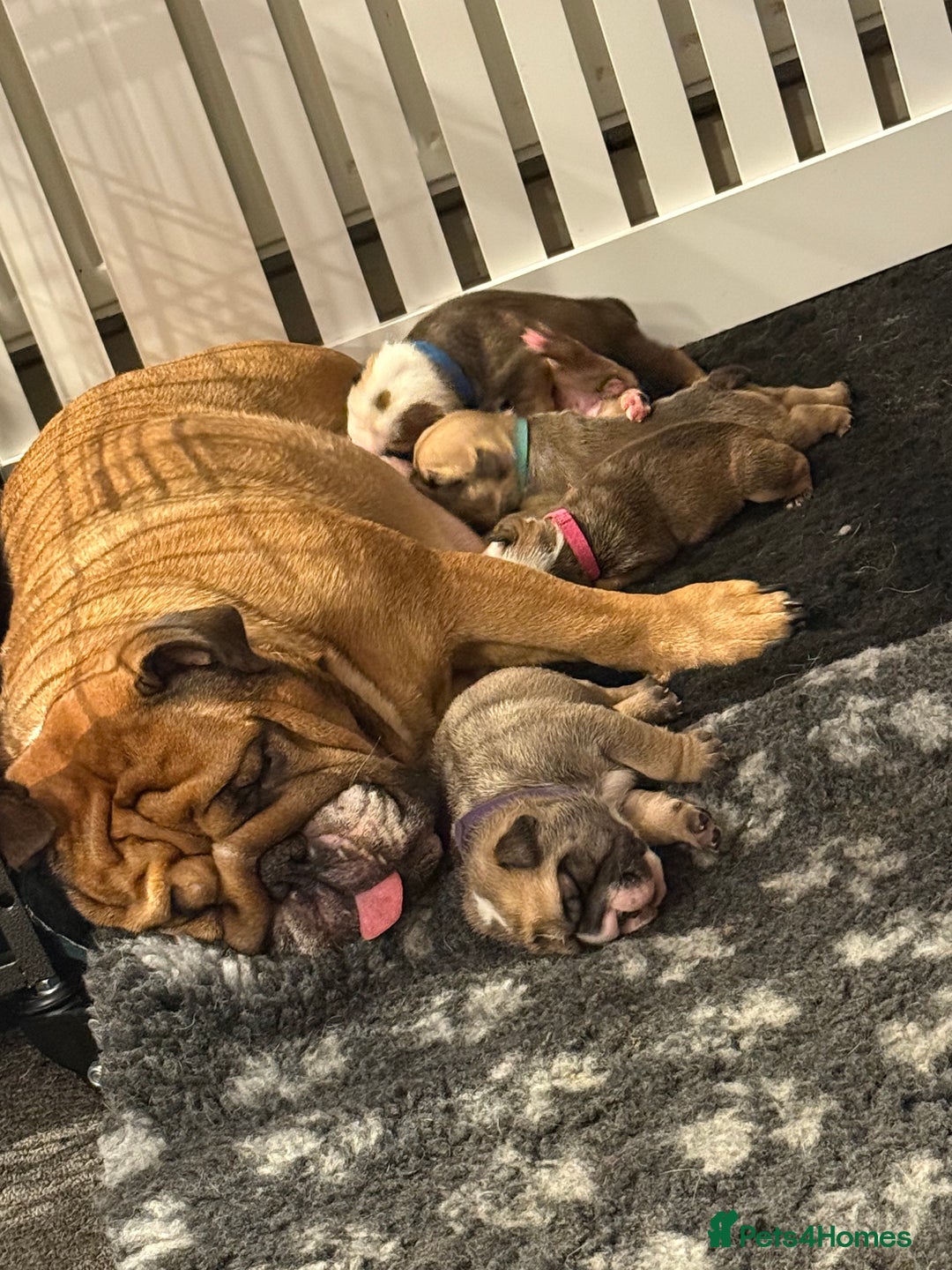 English Bulldog dogs for sale: Traditional English Bulldog Puppies  - Image 2