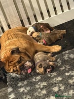 English Bulldog dogs - Advert 10