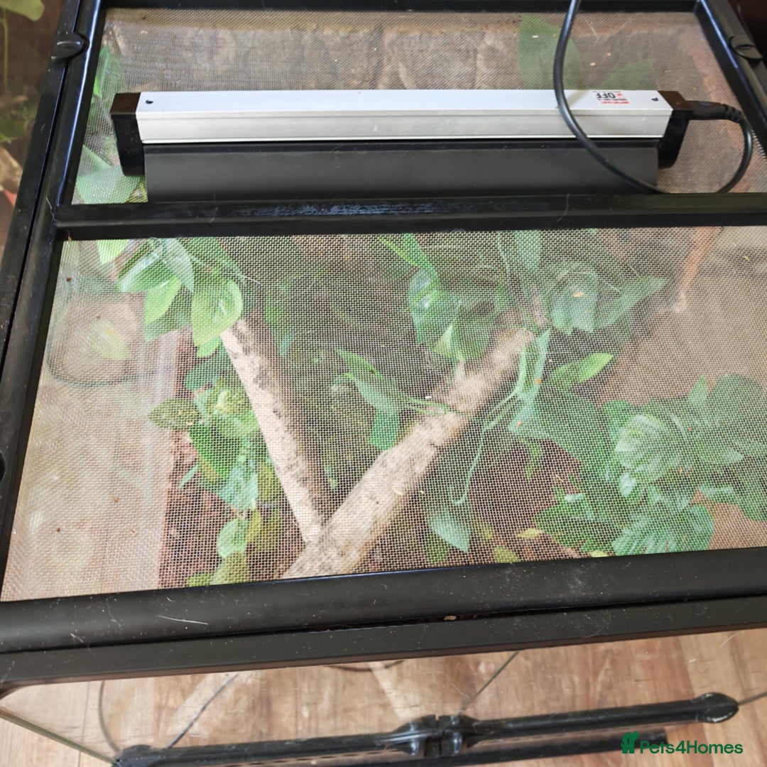 Gecko reptiles for sale: Gargoyle female with setup  - Image 5