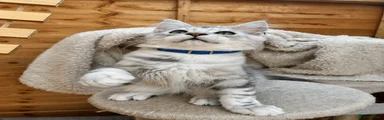 Maine Coon 4