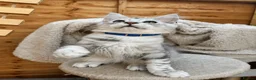 Maine Coon cats for sale: Majestic Maine coon Kittens - Advert 4