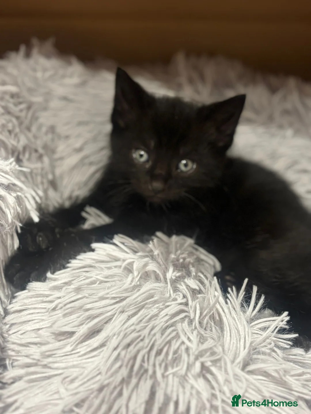 Domestic Shorthair cats for sale: Litter of kittens - Advert 14