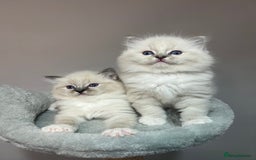 Ragdoll cats for sale: Registered Ragdolls kittens for sale - Image 24