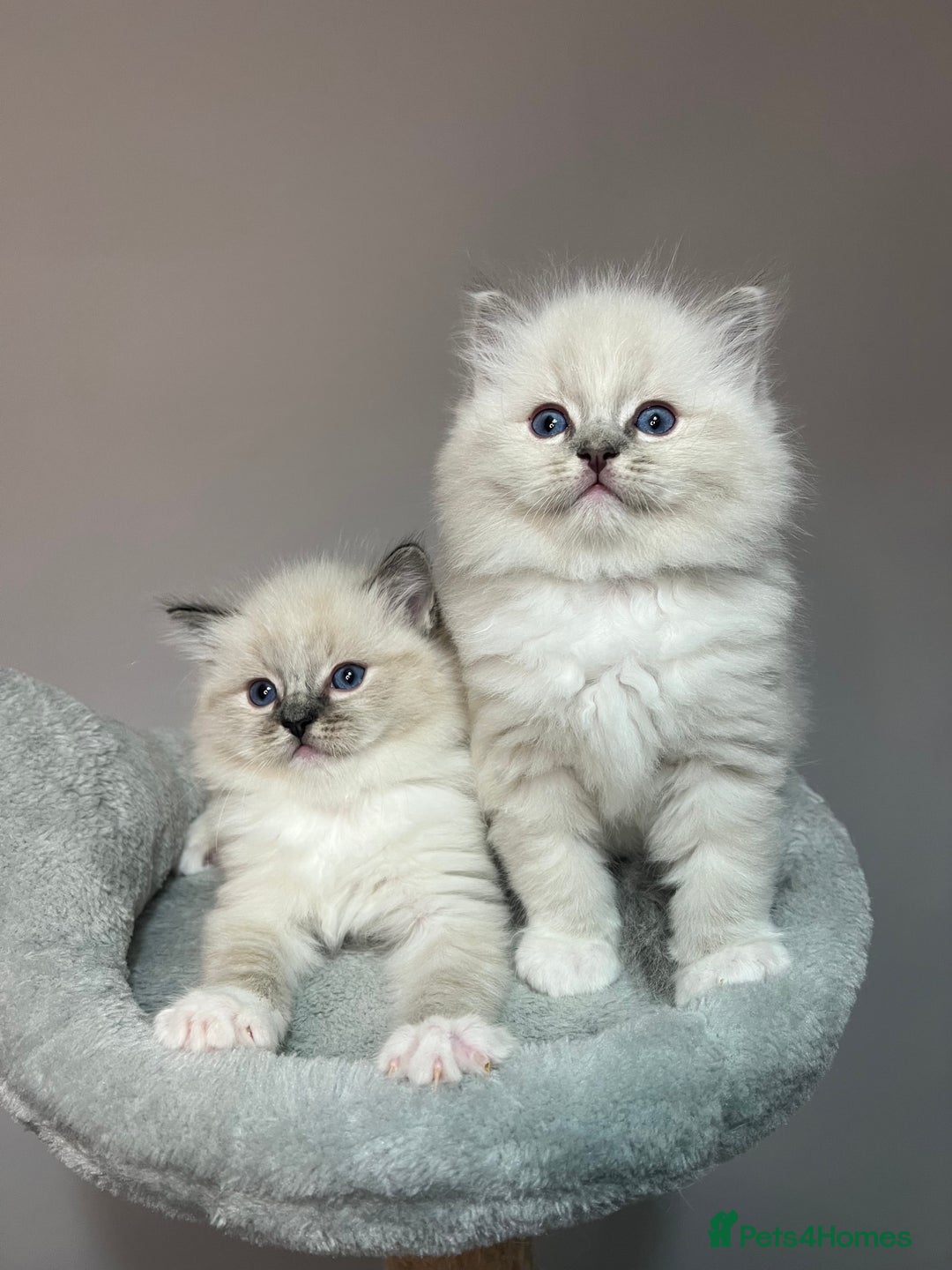 Ragdoll cats for sale: Registered Ragdolls kittens for sale - Image 24