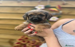 Mixed Breed dogs for sale: Bordoodle puppy’s  - Image 1