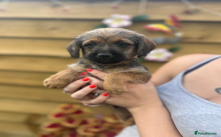 Mixed Breed dogs - Advert 1