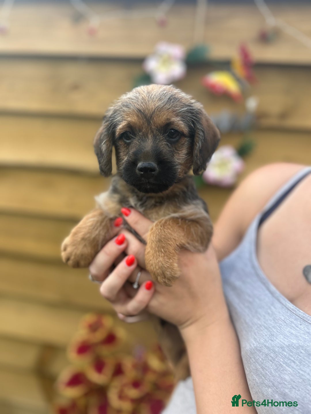 Mixed Breed dogs for sale: Bordoodle puppy’s  - Image 1