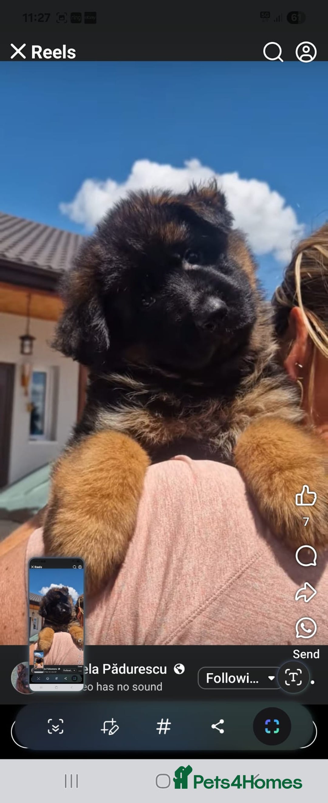 German Shepherd dogs for sale: TOP QUALITY LINES GSD PUPS AVAILABLE NOW - Image 14