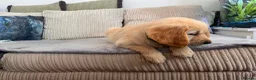 Golden Retriever dogs for sale:  kc registered Golden retriever pappys cornwall  in Saint Ives - Advert 3