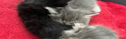 Mixed Breed cats for sale: Friendly, Playful Kittens - Advert 9