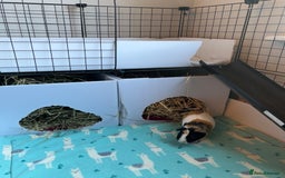 Guinea Pig rodents for sale: Three female guinea pigs  - Image 10