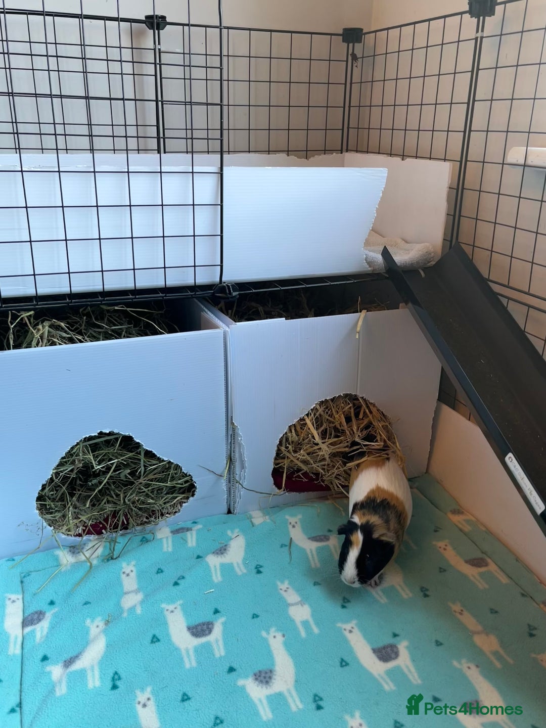 Guinea Pig rodents for sale: Three female guinea pigs  - Image 10