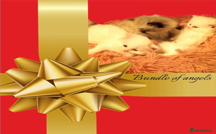 Persian cats Persians with beautiful features 4 AVAILABLE - Advert 1