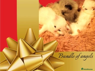 Persian cats Persians with beautiful features 4 AVAILABLE - Advert 1