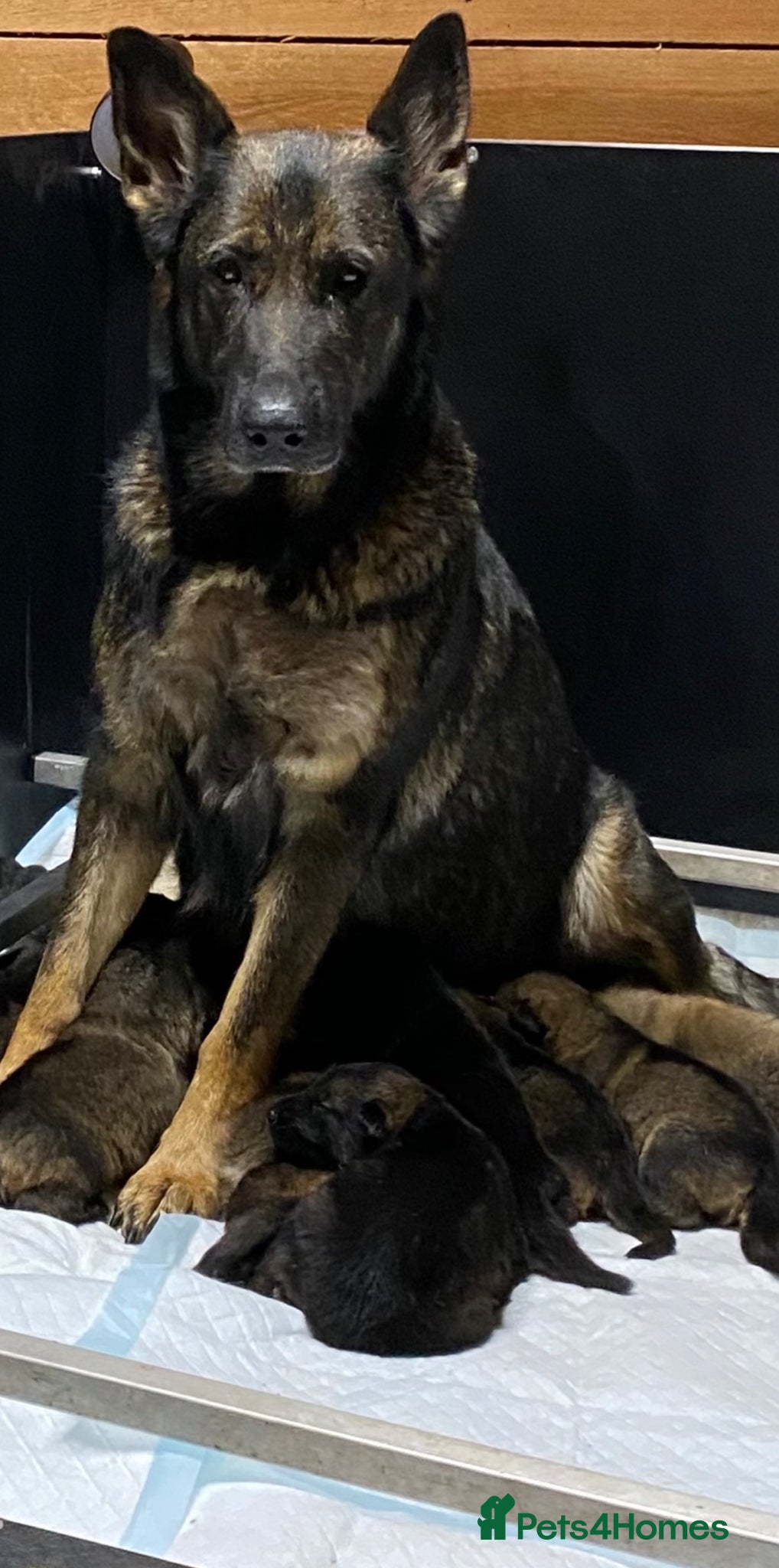 German Shepherd dogs 🐶 Outstanding Working Line German Shepherd Pups🐶 - Advert 1