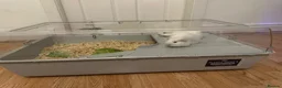 Guinea Pig rodents for sale: 2 pink eyed guinea pigs  - Advert 1