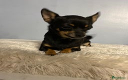 Chihuahua dogs for sale: Beautiful chihuahua for sale  - Image 3