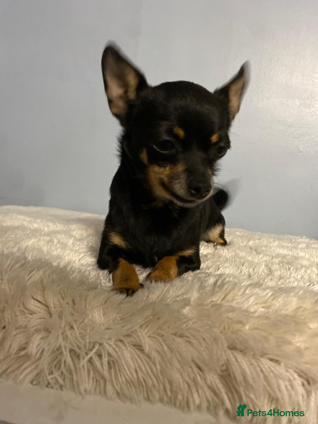 Chihuahua dogs for sale: Beautiful chihuahua for sale  - Image 3