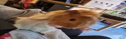 Guinea Pig rodents for sale: TWO beautiful Guinea pigs, hutch & all accessories in Croydon - Advert 7