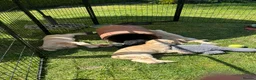 Mixed Breed dogs for sale: Cocker spaniel puppies in Ashford - Advert 4