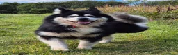 Alaskan Malamute dogs for stud: KC registered alaskan malamute for stud - Advert 12