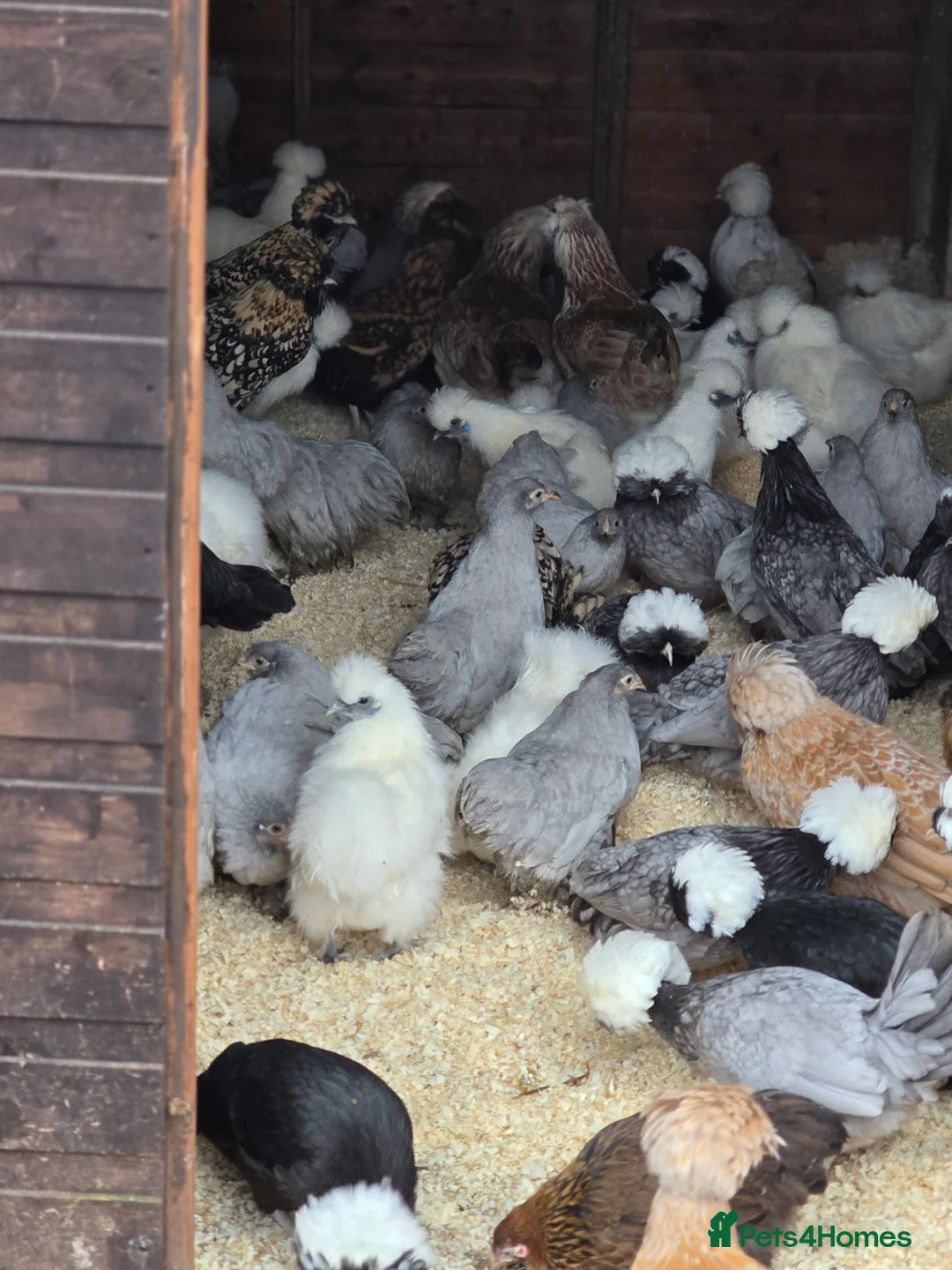 Chickens poultry for sale: Bantams fully vaccinated  - Advert 20