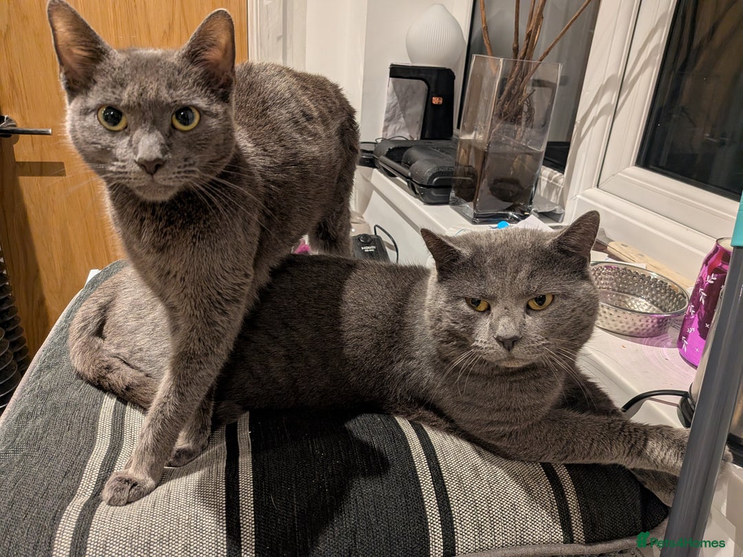 Russian Blue cats for sale: Male Russian blue kitten  - Advert 4