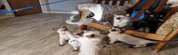 Siamese cats for sale: Old Style Siamese Kittens For Sale - Advert 5