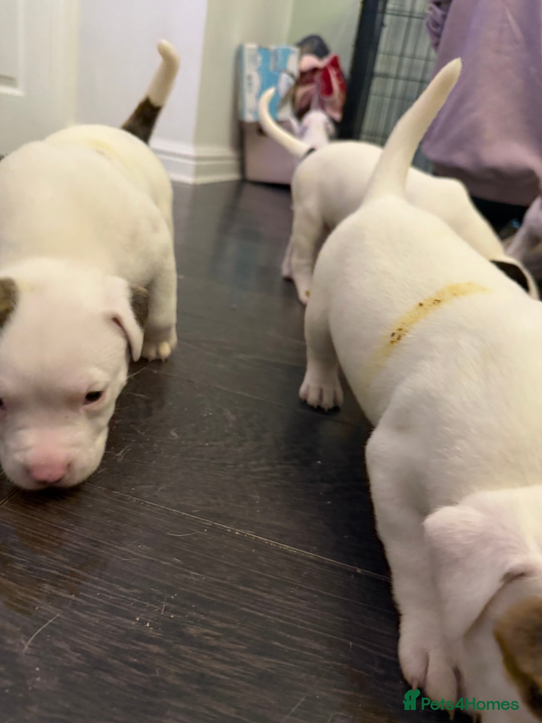 American Bulldog dogs for sale: Ready in 2 weeksbeautiful American bulldog puppies - Image 10