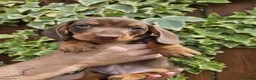 Miniature Dachshund dogs for sale: READY NOW KC reg miniature dachshund  - Advert 24