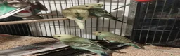 Budgerigars birds for sale: Beautiful baby budgies  - Advert 4